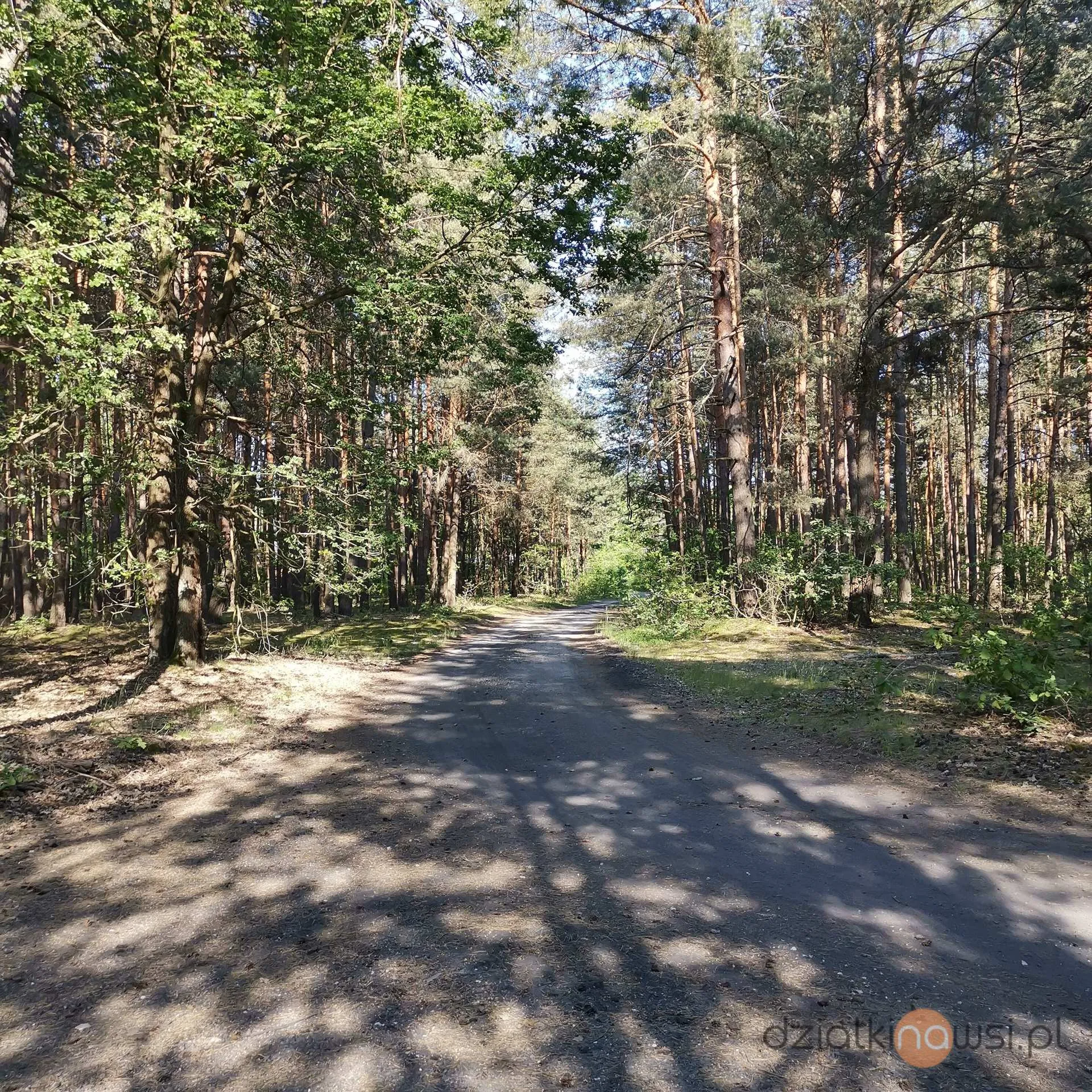 Działka budowlano-rolna w lesie z warunkami zabudowy pod dom jednorodzinny 1,34h pod Radomskiem