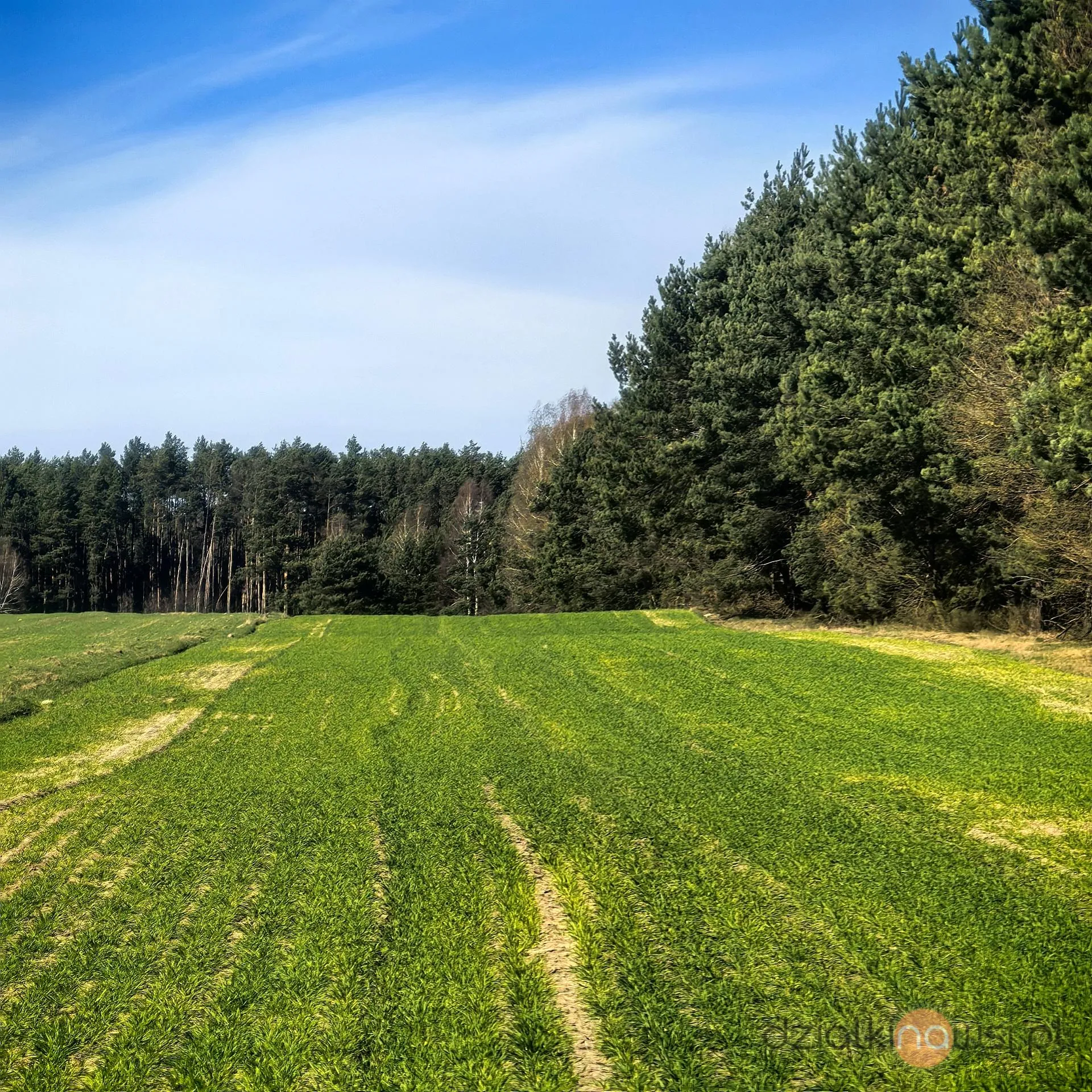 Działka budowlano-rolna w lesie z warunkami zabudowy pod dom jednorodzinny 1,34h pod Radomskiem
