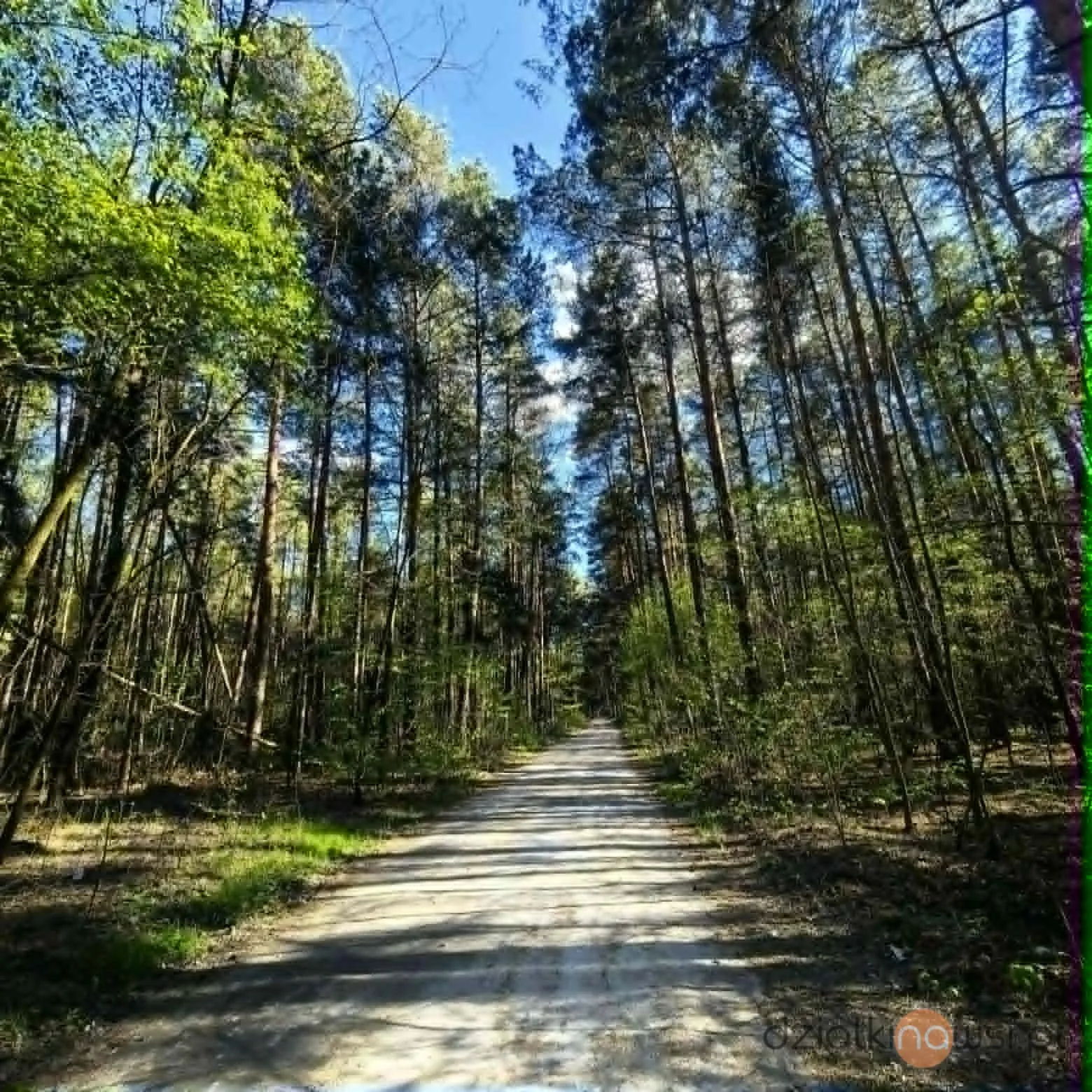Działka budowlano-rolna w lesie z warunkami zabudowy pod dom jednorodzinny 1,34h pod Radomskiem