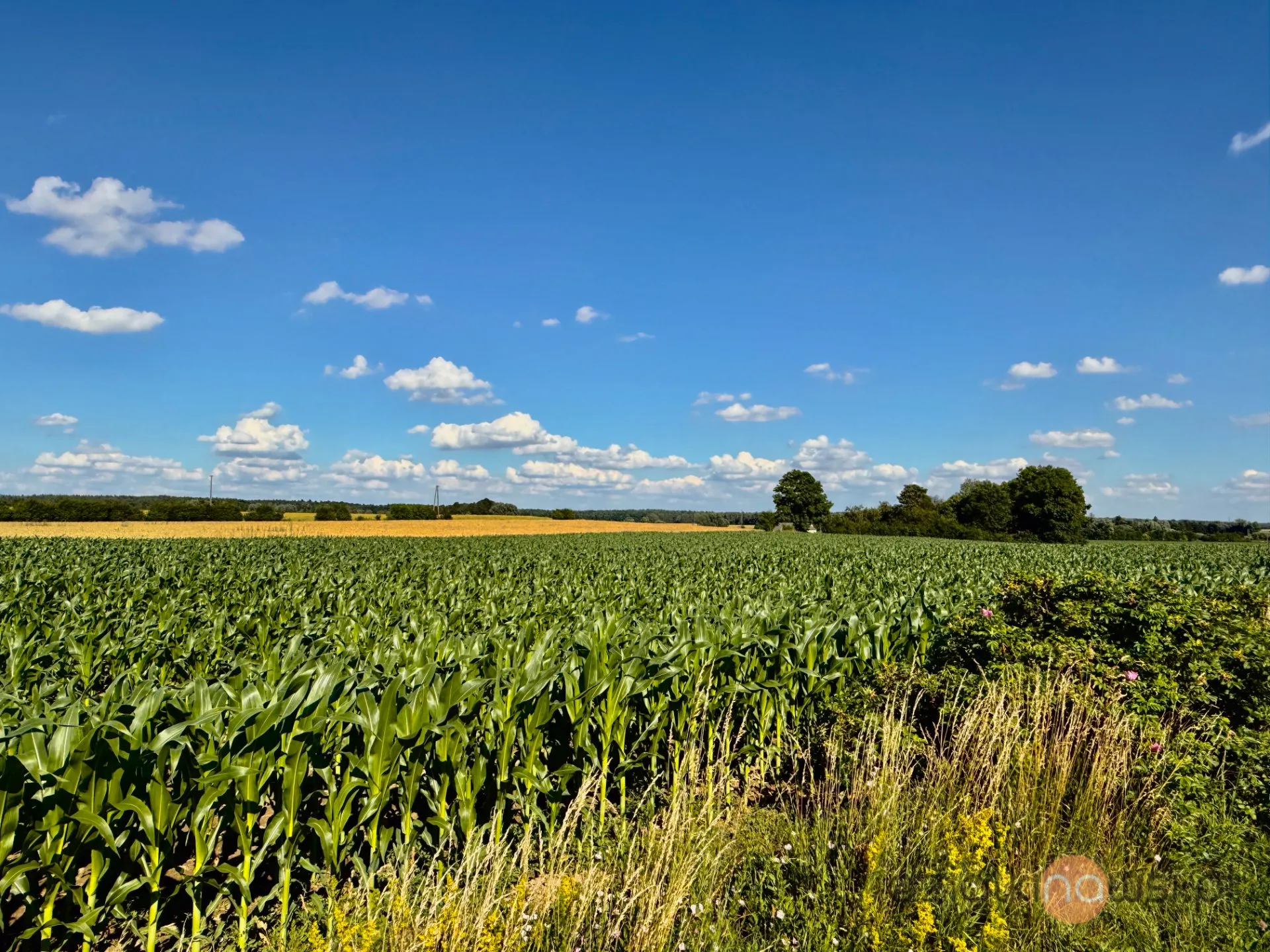 Działki budowlane 1500 m² | Sprzedaż | Regimin 10 km od Ciechanowa