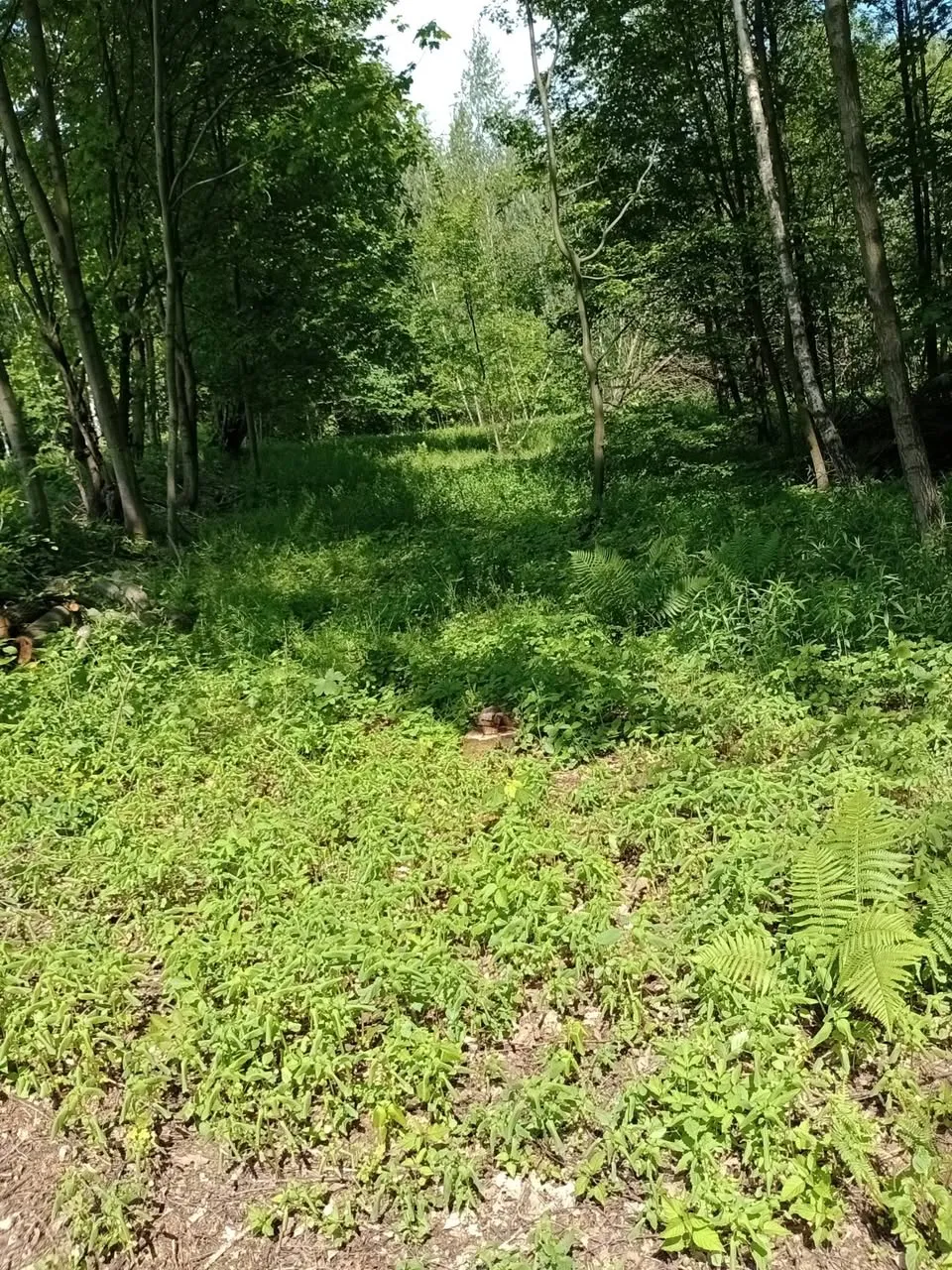 Działki z lasem w miejscowości Dąbrówka Szczepanowska gm.Pleśna woj.Małopolskie - 1,19 ha
