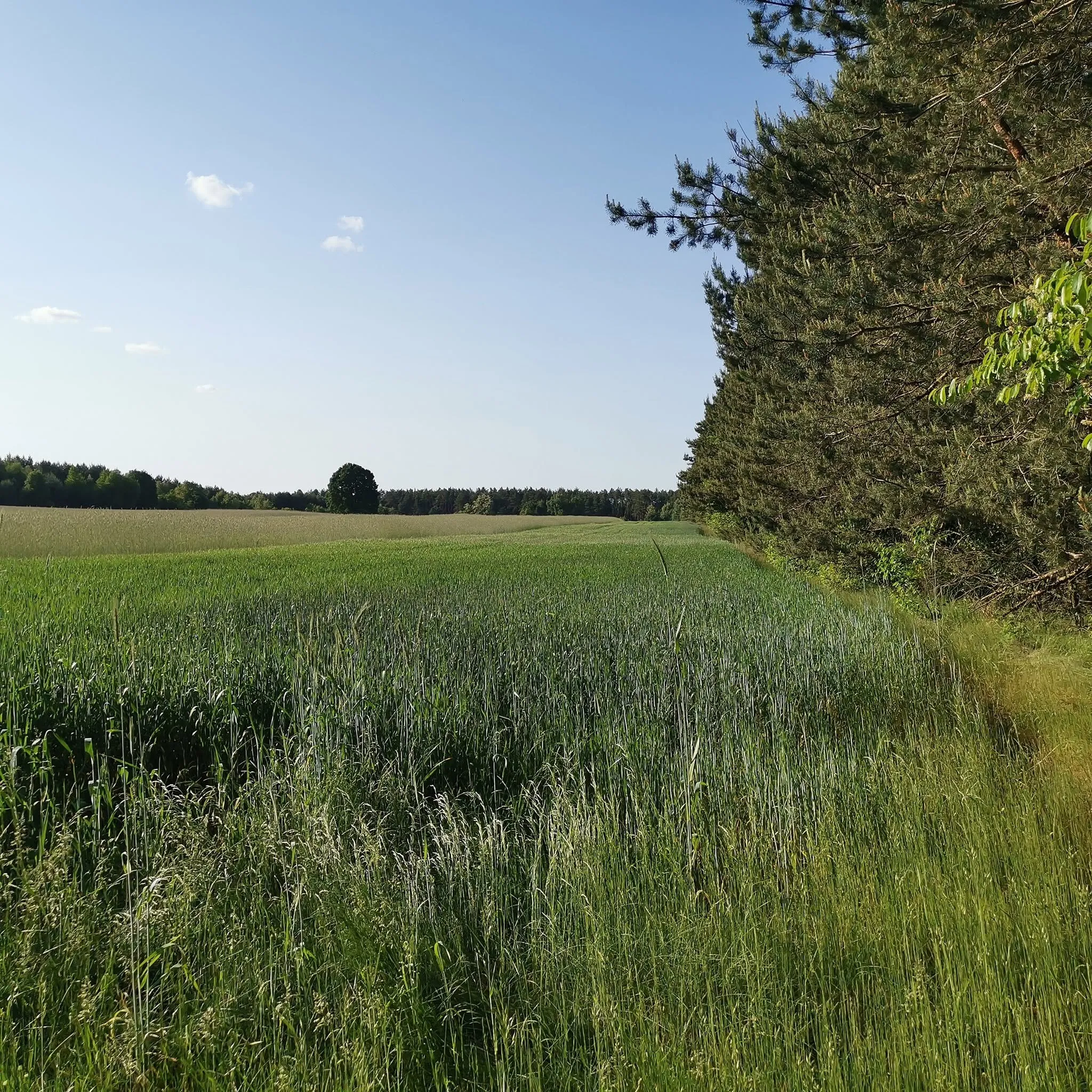 Działka budowlano-rolna z warunkami zabudowy 20 km od Radomska w gminie Kodrąb, miejscowość Klizin ( woj. łódzkie) - 1,34 ha