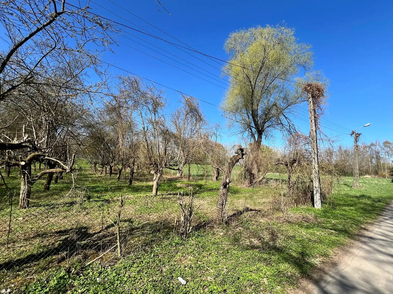 DZIAŁKA 6000m2 Z SADEM – MANIÓW gm. Szczucin (powiat dąbrowski) (MAŁOPOLSKA)