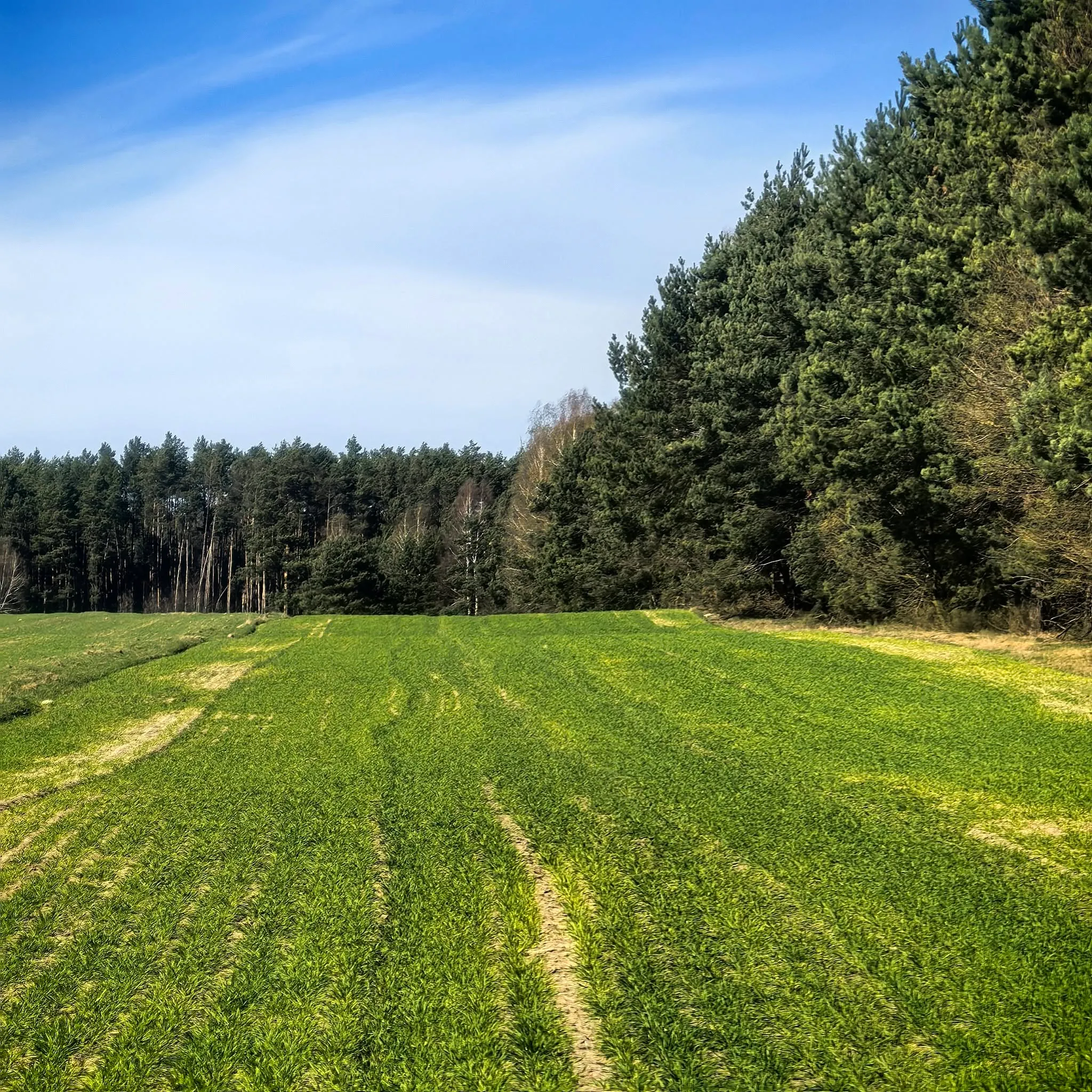 Działka budowlano-rolna z warunkami zabudowy 20 km od Radomska w gminie Kodrąb, miejscowość Klizin ( woj. łódzkie) - 1,34 ha