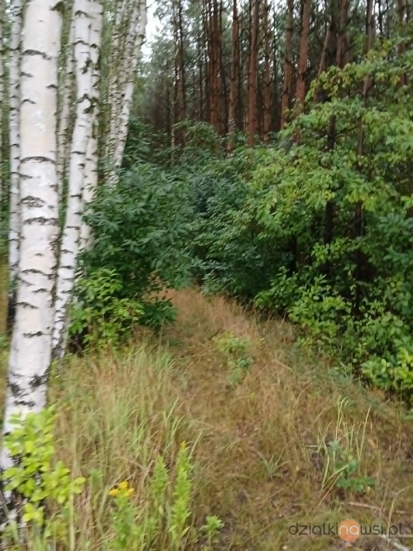 działka leśna